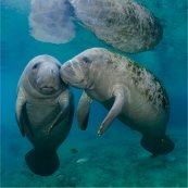 See numerous manatees in the Homosassa Springs Wildlife State Park